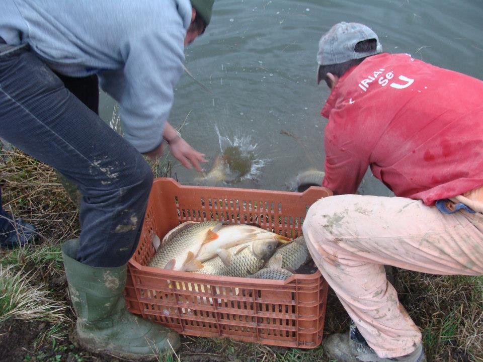 Populare Balta Cristian (1266kg)  - 246581104772758155041459427222n.jpg