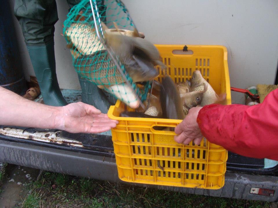 Populare Balta Cristian (1266kg)  - 5329291104777491487902091327244n.jpg