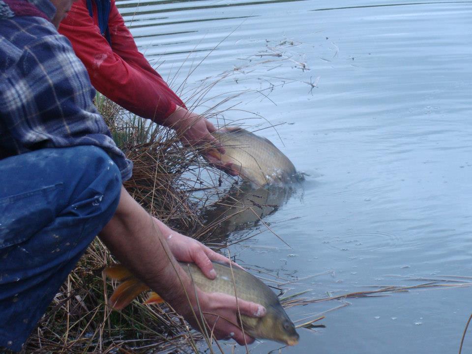 Populare Balta Cristian (1266kg)  - 5757451104925058139811348094263n.jpg