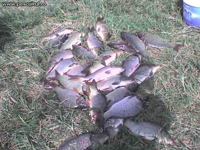 CAPTURI PESCARI - loadfotophp.jpg