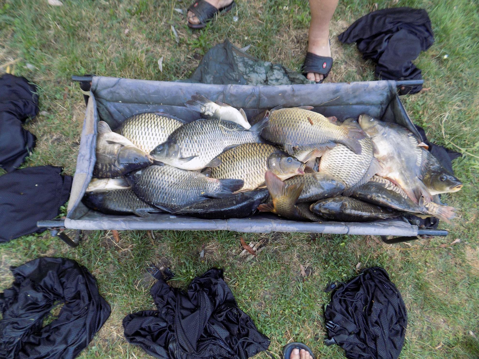  - si ciortanii prinsi la bila de 20mm,22august 2016