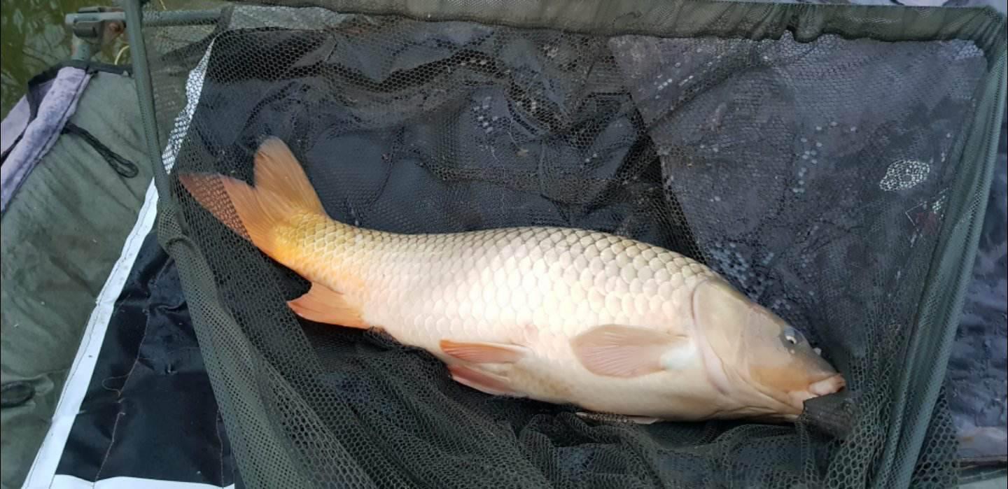 Expozitie de crapi la Moara Vlasiei 2 - 0-pescuit-moara-vlasiei-2.jpg