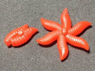 Maggot Ball ‘Doubles’ (pop-up)