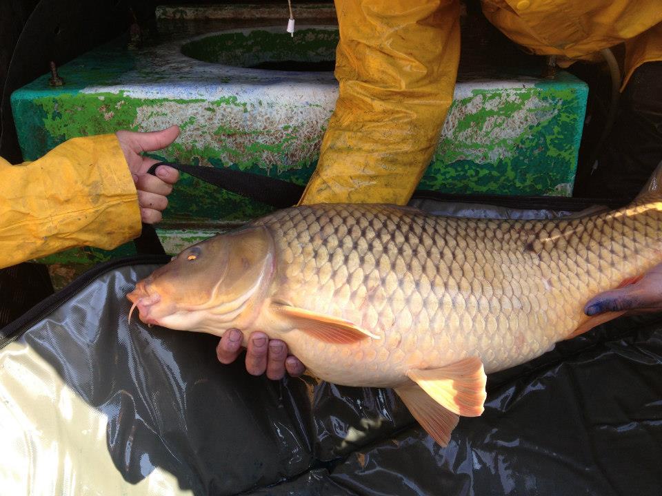 Capturi - 4809351033338398619912136784806n.jpg