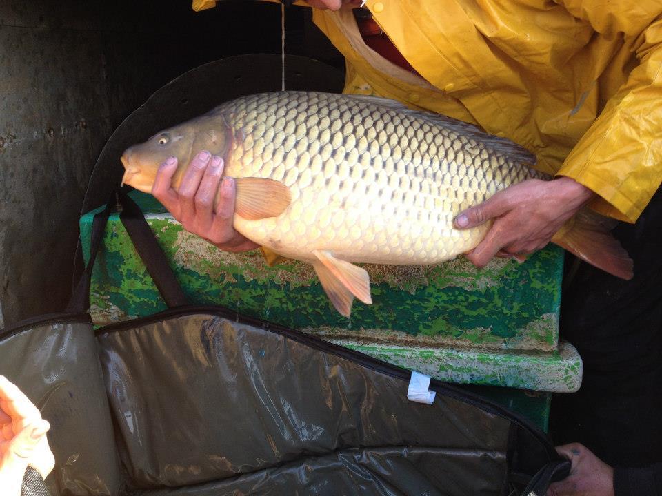 Capturi - 8875103332966528745910098975n.jpg