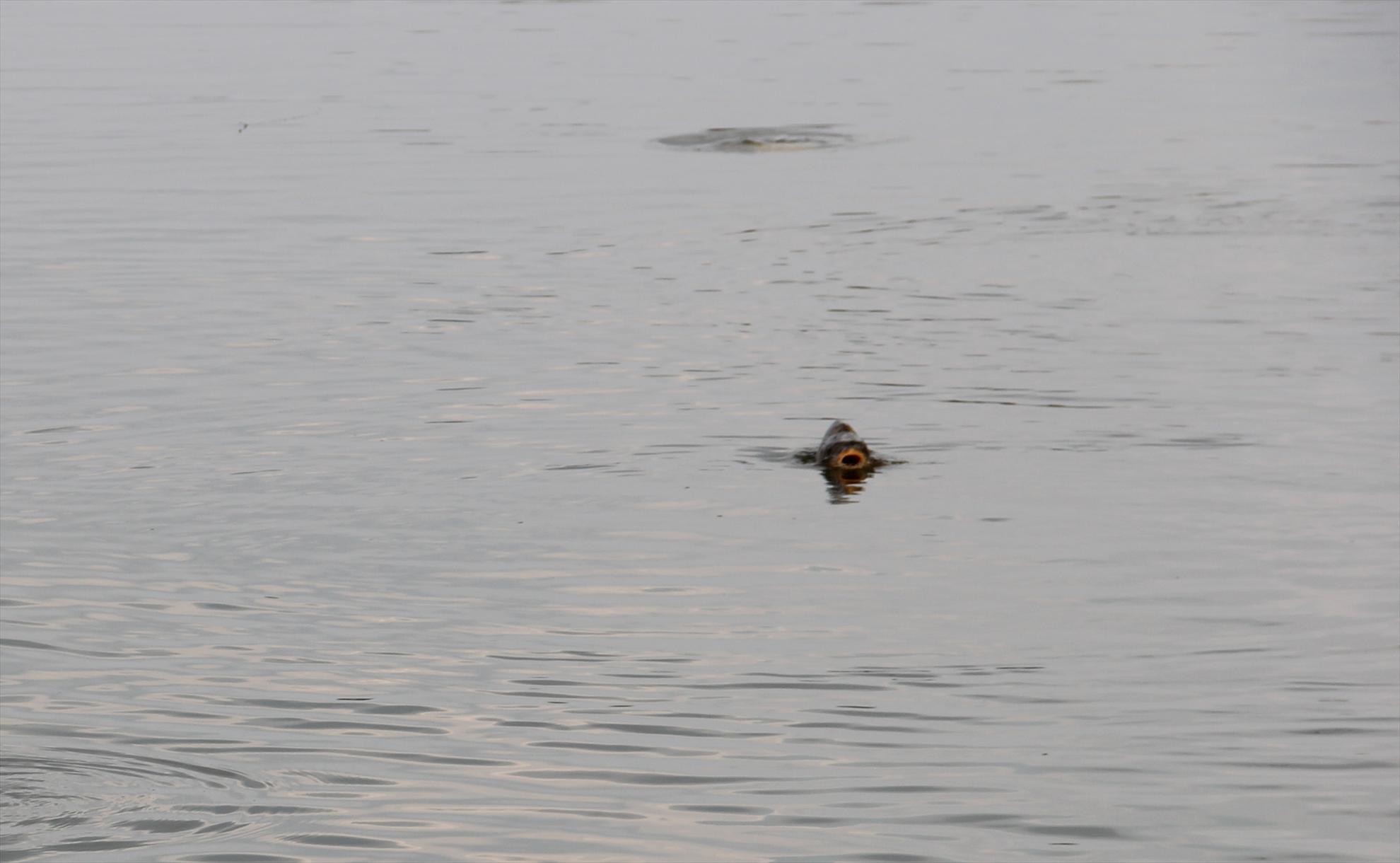 Populare Pescarium Corbeanca - populare-pescarium-corbeanca3.JPG