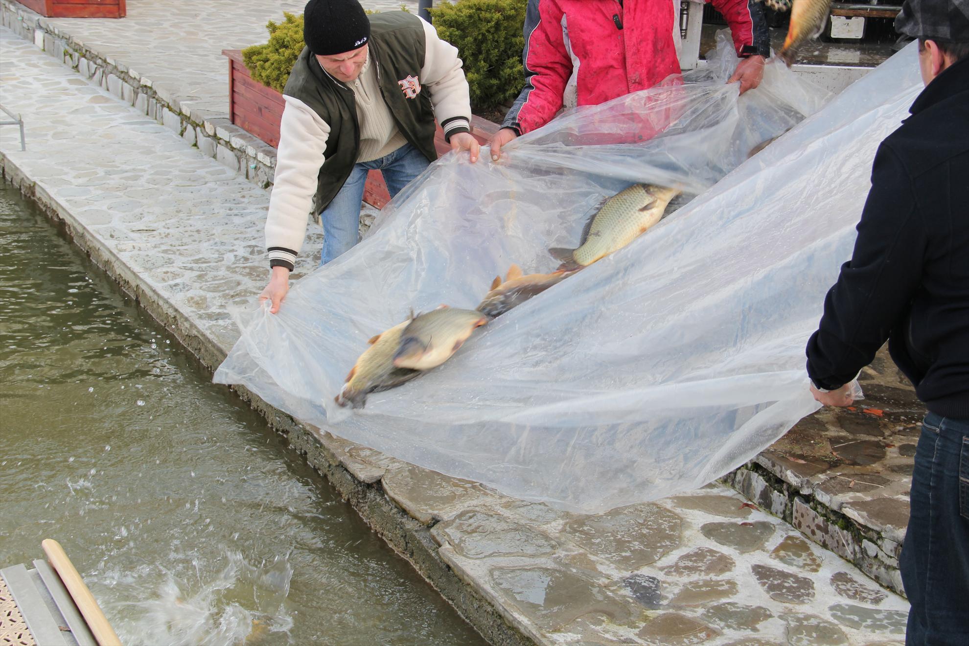 Populare Pescarium Corbeanca - Greutati intre 2 si 5 kg