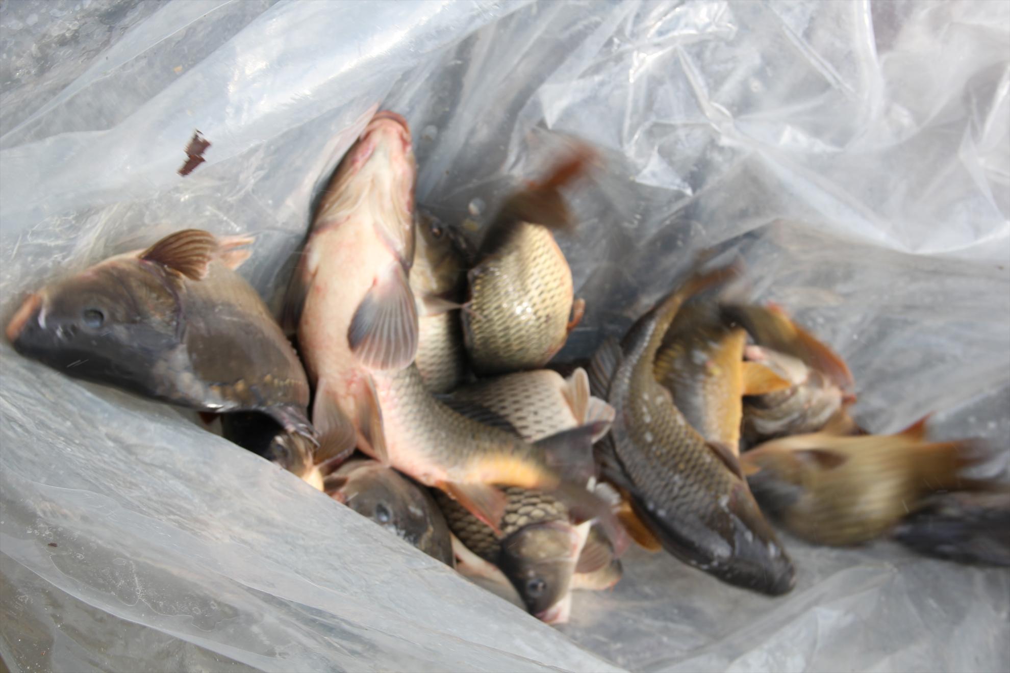 Populare Pescarium Corbeanca - 10 tone de crap la Pescarium Corbeanca