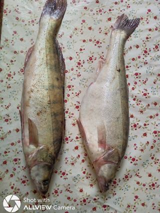  Salau captura Dunare , gust de mare exceptie :)