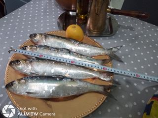 Scrumbii proaspete , superioare , autentice , capturi Galati