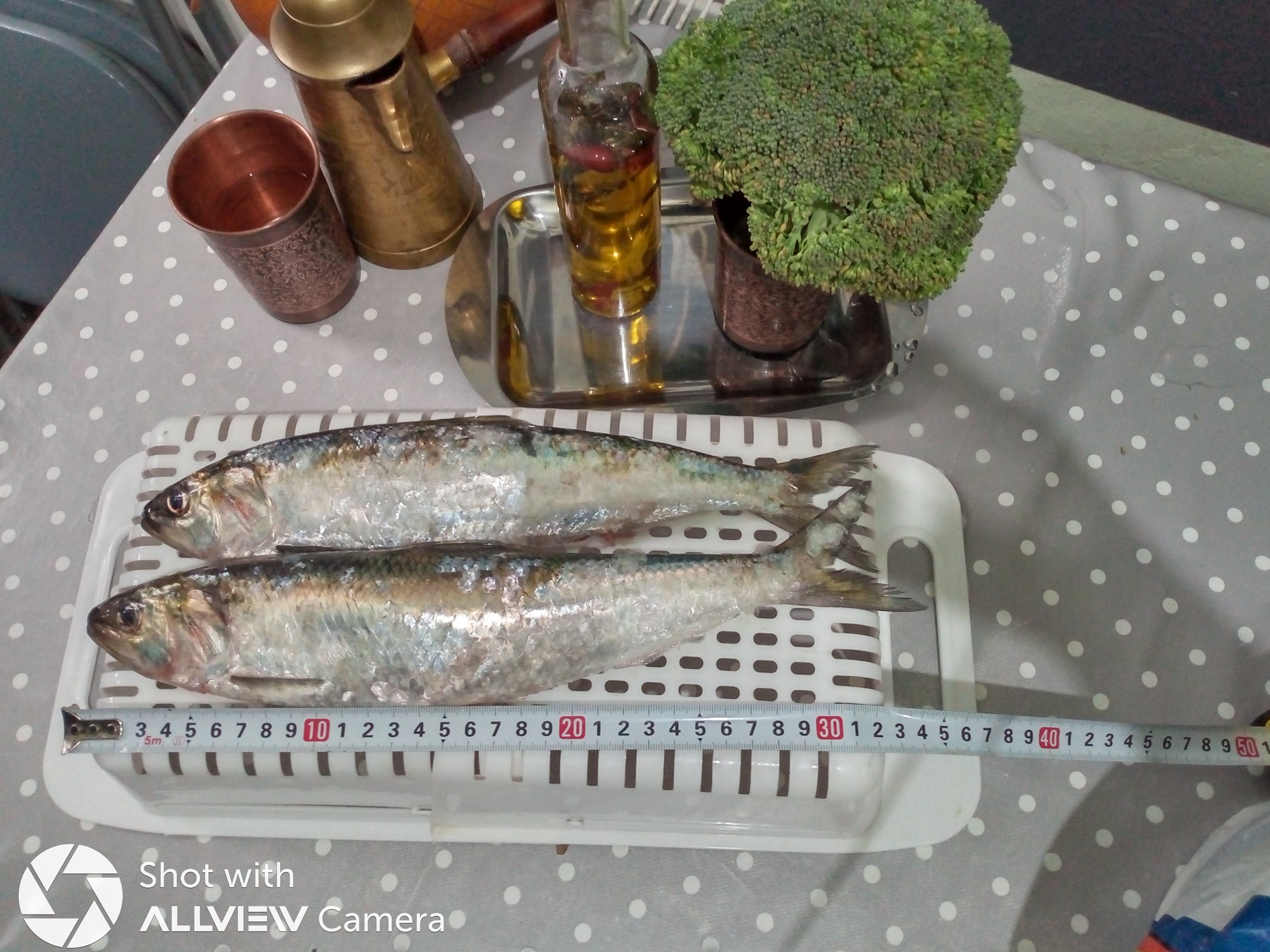 Scrumbii proaspete , superioare , autentice , capturi Galati