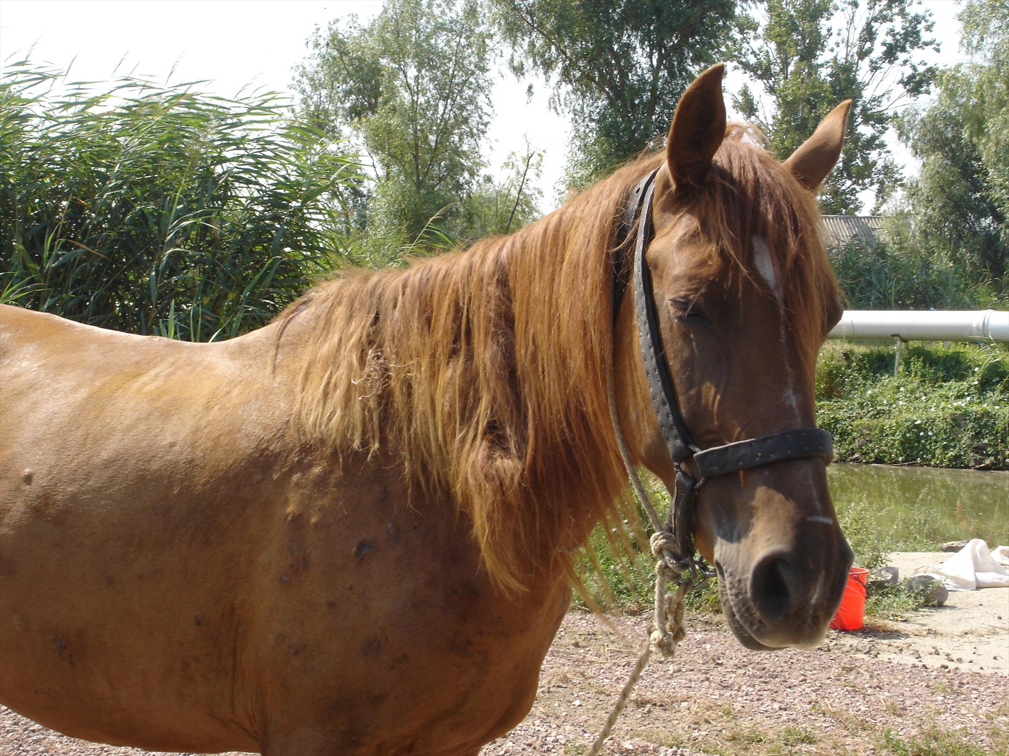 baltasabangia.ro - dsc00572.JPG