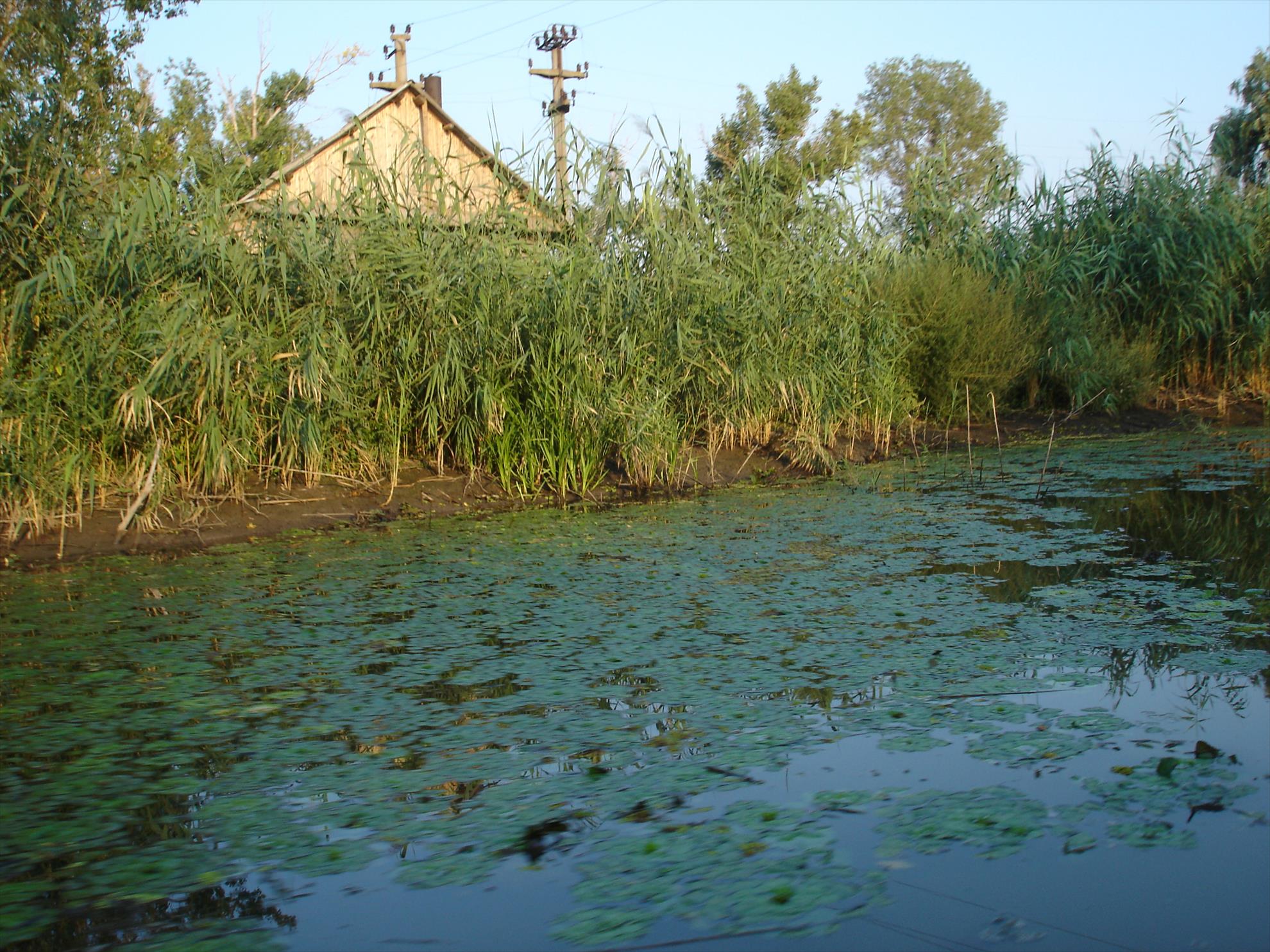 baltasabangia.ro - dsc00659.JPG