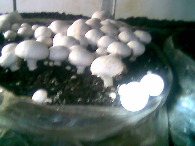  - ferma-vanzare-38322-mp-cotu-vaii-accessrealestate-127935-0-196.jpg