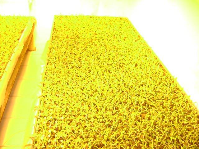  - ferma-vanzare-38322-mp-cotu-vaii-accessrealestate-127935-12-162.jpg