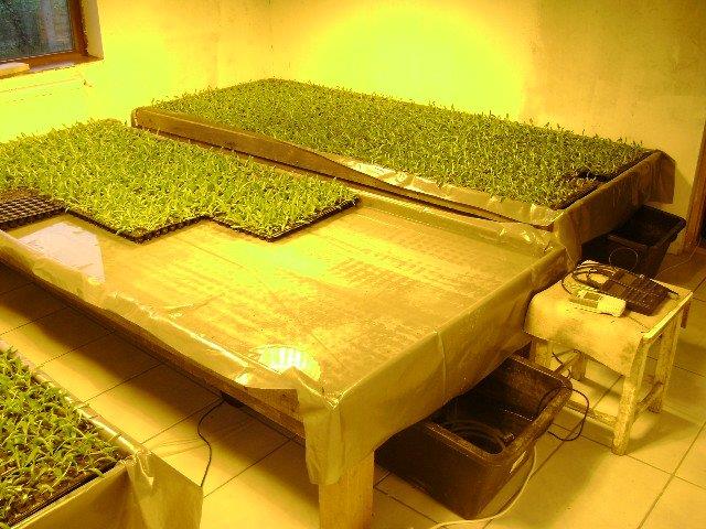  - ferma-vanzare-38322-mp-cotu-vaii-accessrealestate-127935-13-12.jpg