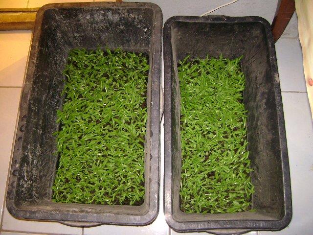  - vanzare-ferma-38322-mp-cotu-vaii-accessrealestate-127935-14-50.jpg