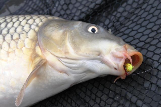 Pescuit in ianuarie la Magura 9 - pescuitcrapmagura93163351.jpg