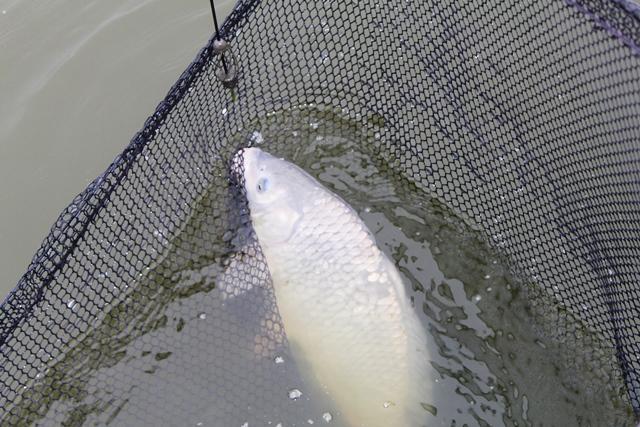 Pescuit in ianuarie la Magura 9 - pescuitcrapmagura956352651.jpg