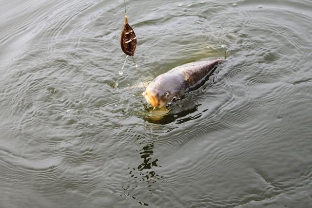 Pescuit in ianuarie la Magura 9 - pescuitcrapmagura960289151.jpg