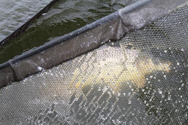 Pescuit in ianuarie la Magura 9 - pescuitcrapmagura983206651.jpg