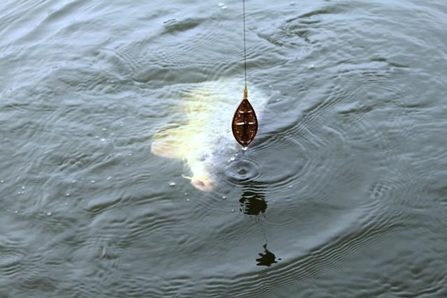 Pescuit in ianuarie la Magura 9 - pescuitcrapmagura99824651.jpg