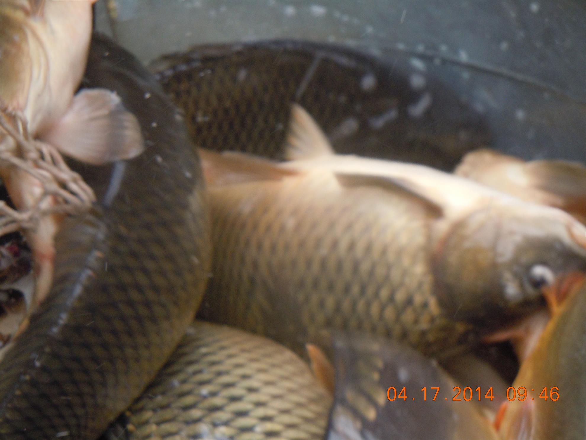 populare - dscn1650.JPG