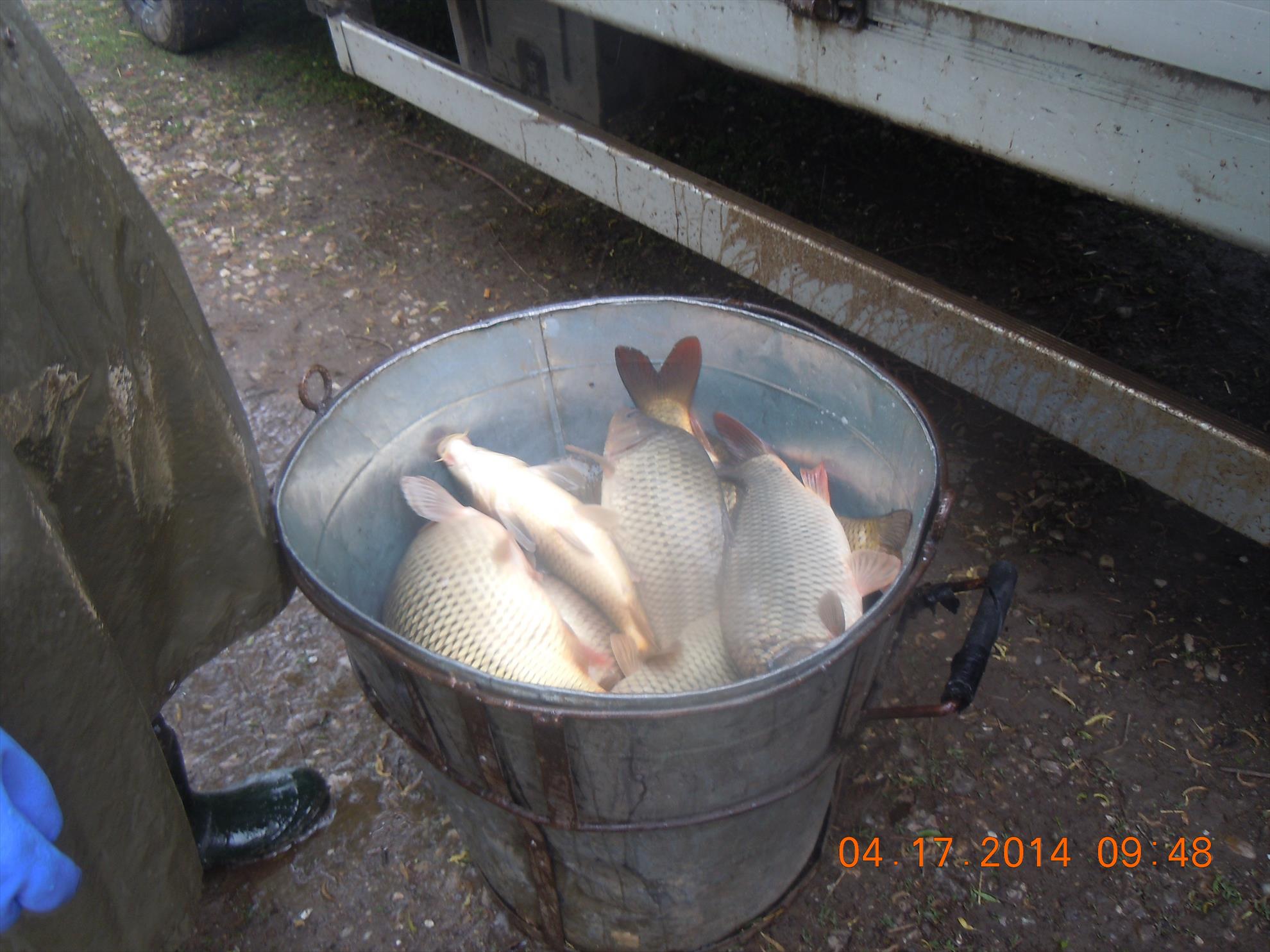 populare - dscn1658.JPG