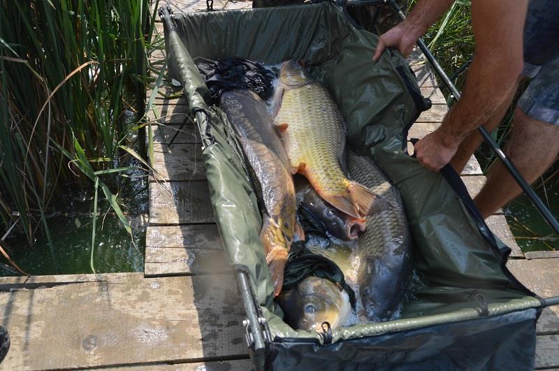 Balta Sulimanu - Iulie 2014 - balta-sulimanu-pescuit-1.JPG