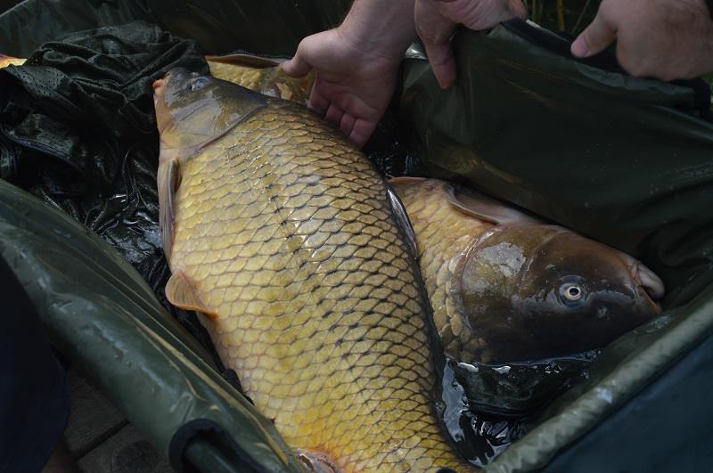 Balta Sulimanu - Iulie 2014 - balta-sulimanu-pescuit-4.JPG