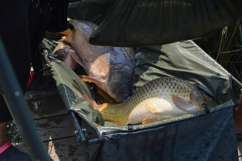 Balta Sulimanu - Iulie 2014 - balta-sulimanu-pescuit-crapi-peste-10kg.JPG