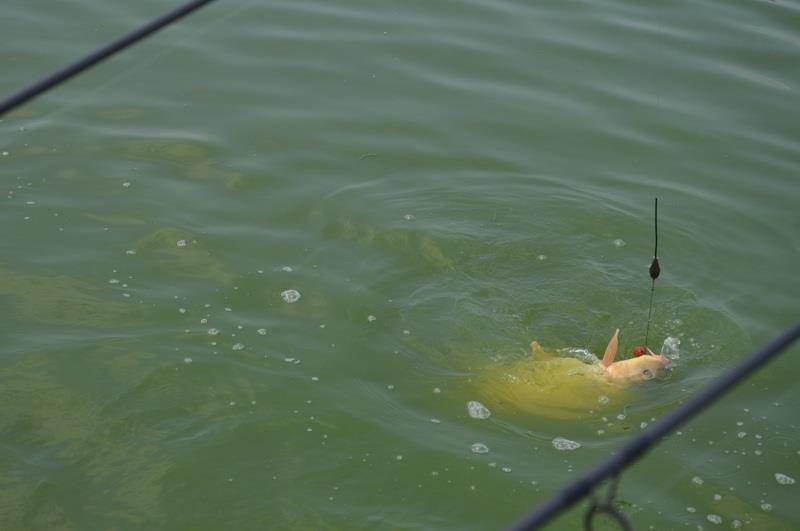 Balta Sulimanu - Iulie 2014 - balta-sulimanu-pescuit-drill-boilies.JPG