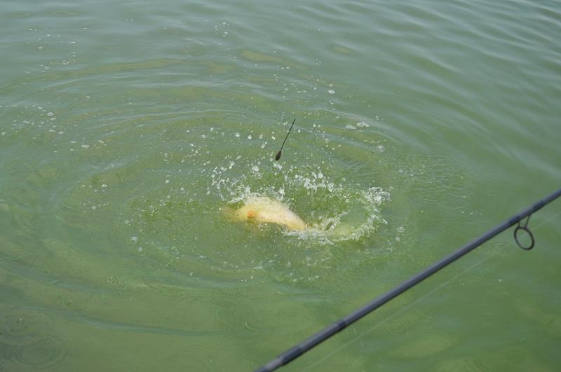 Balta Sulimanu - Iulie 2014 - balta-sulimanu-pescuit-drill.JPG