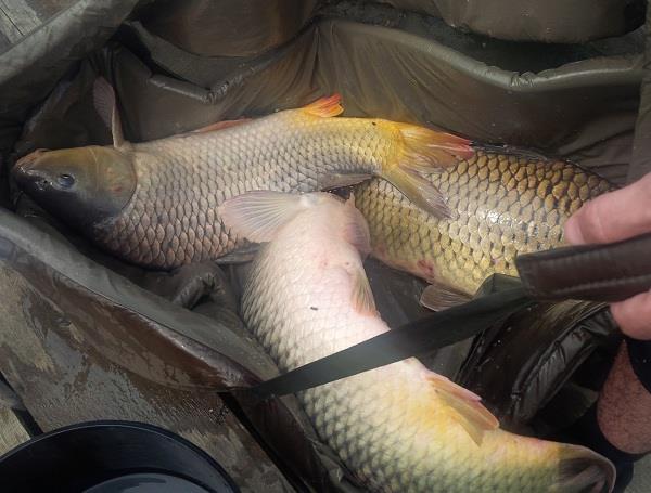 Balta Sulimanu - Iulie 2014 - balta-sulimanu-pescuit-dulapi.jpg