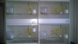 CANARI MALINOIS LA SUPER PRET