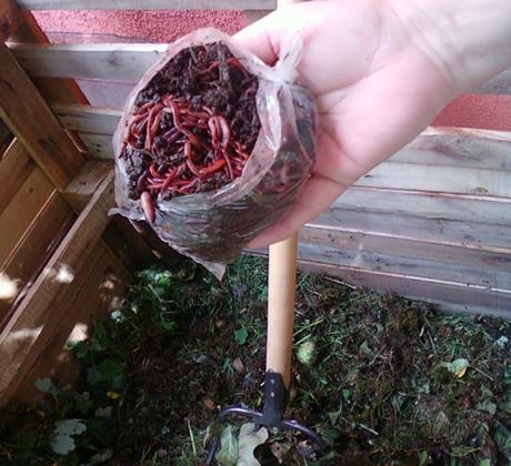  - inmultire-rame.jpg