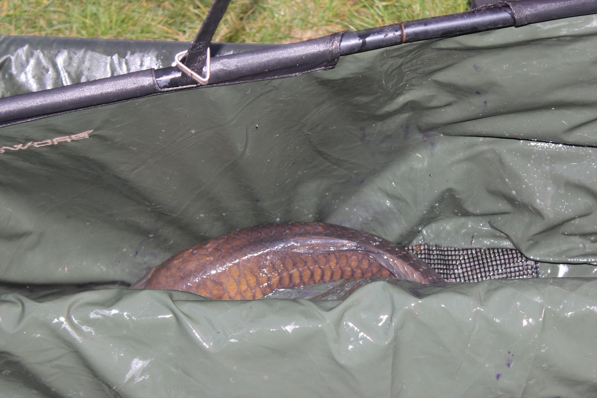 Desfasurarea Competitiei P8 - img8619.JPG