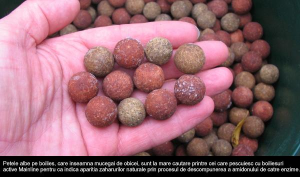 mainline activated boilies