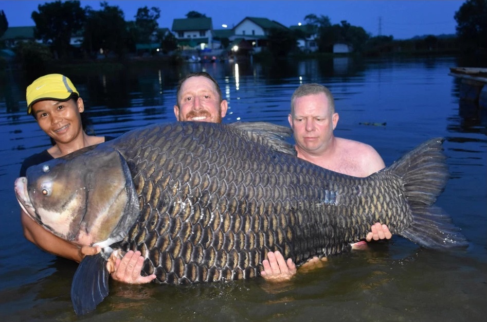 world carp record