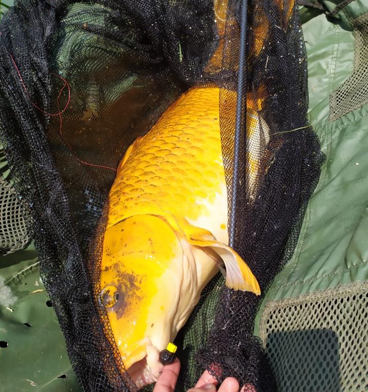 crap koi