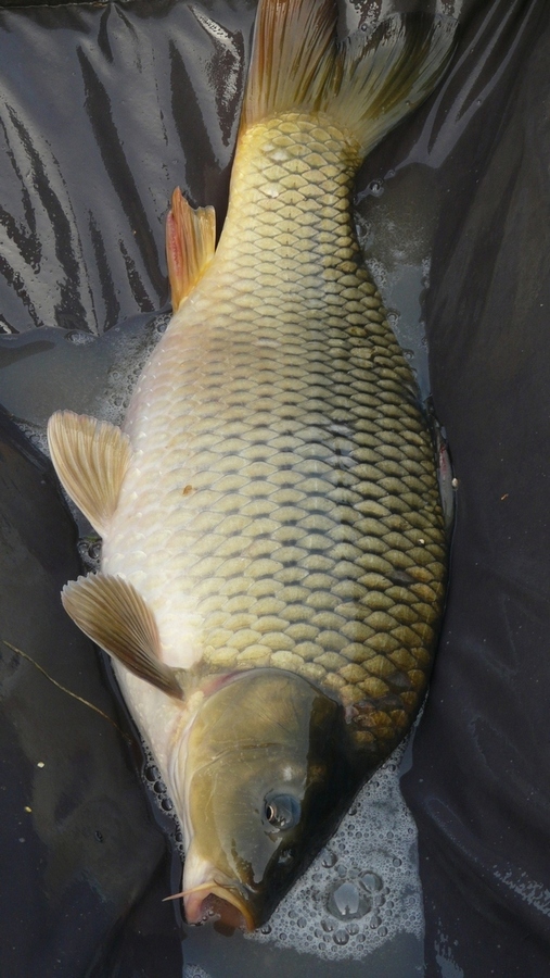 P1340130mm.jpg