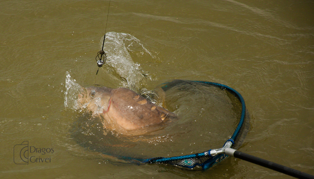 MC Boilies (124 of 132).jpg