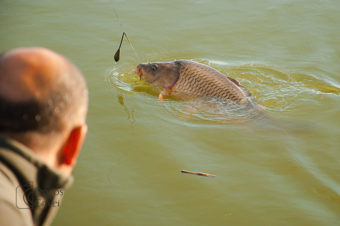 MC Boilies (15 of 51).jpg