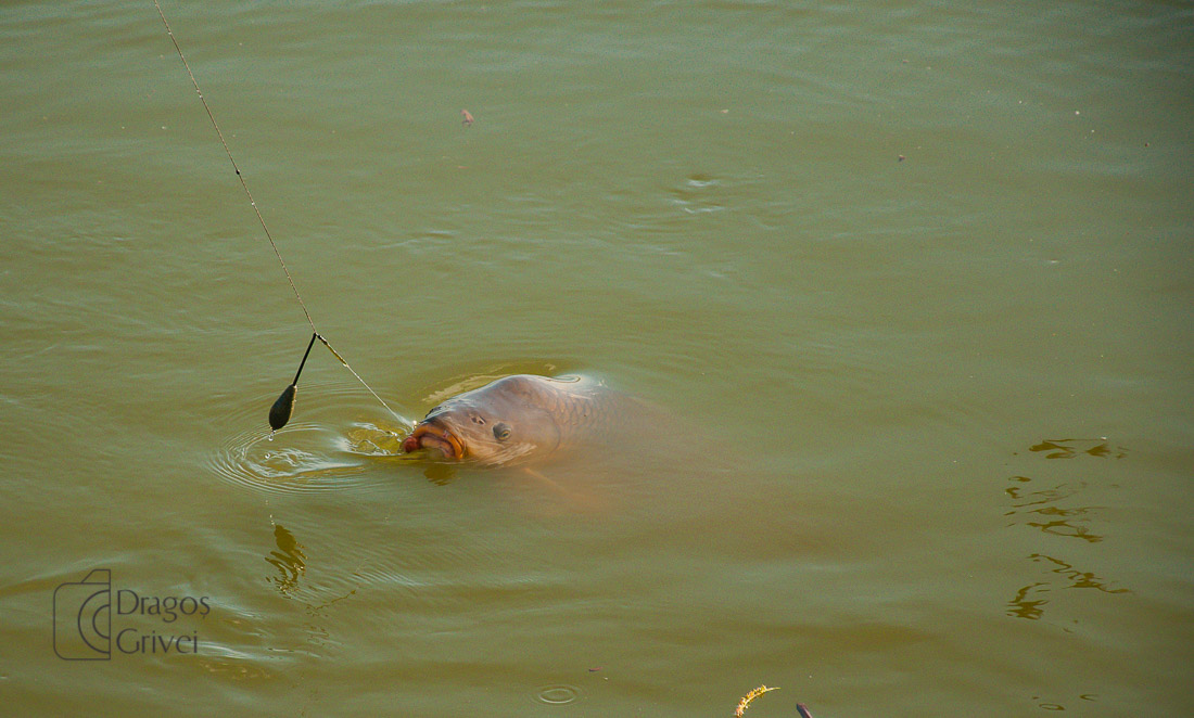 MC Boilies (14 of 51).jpg