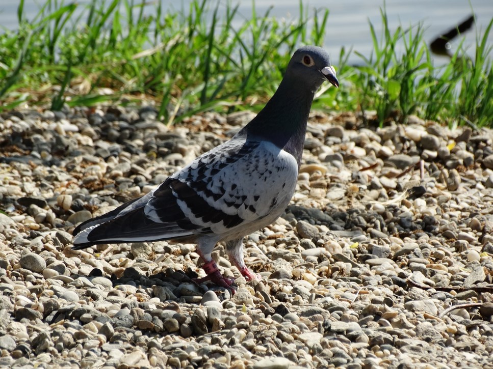 DSC02065 (Copy).JPG
