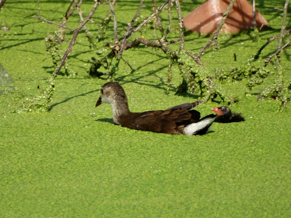 DSC02895 (Copy).JPG
