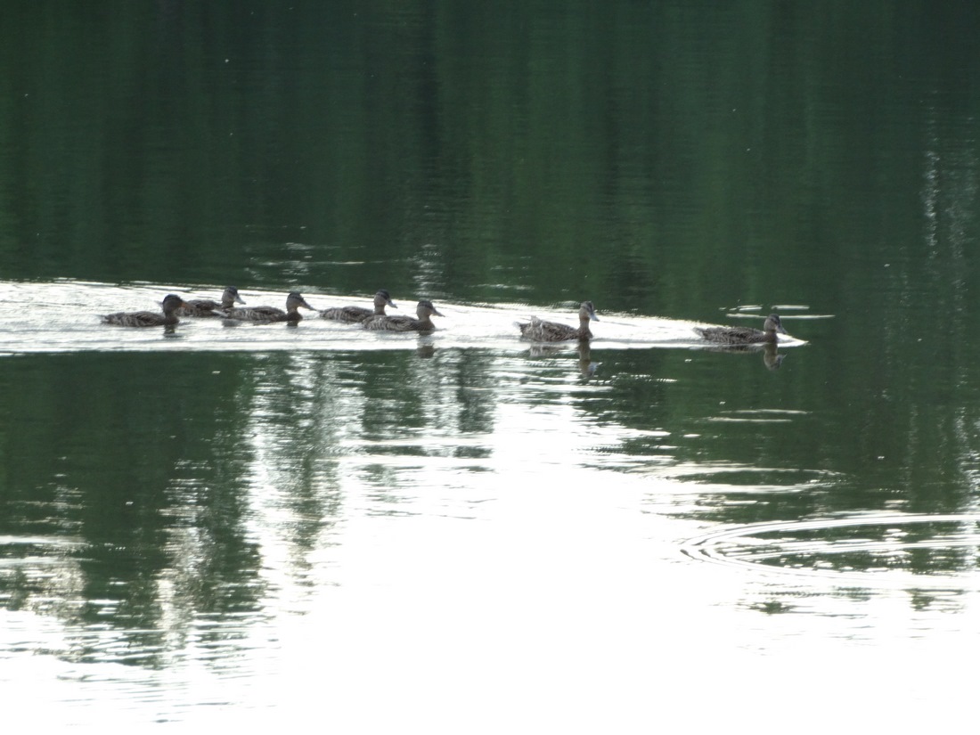 DSC03211 (Copy).JPG