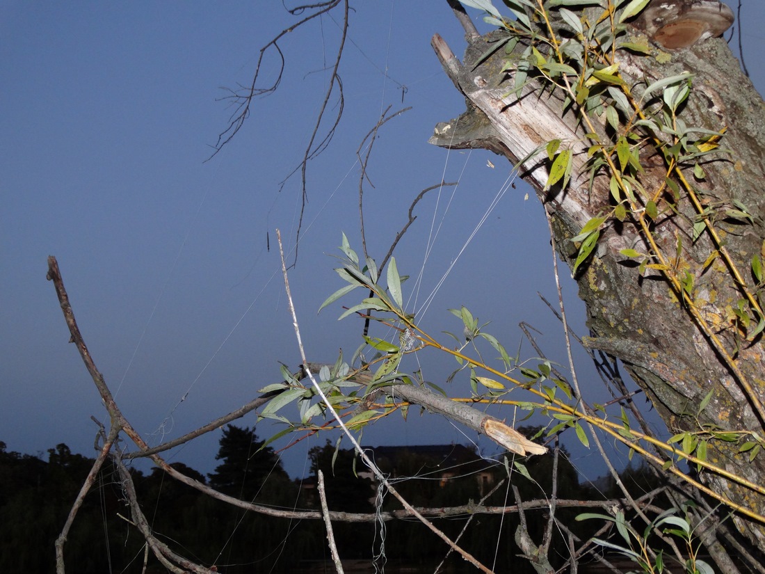 DSC03455 (Copy).JPG
