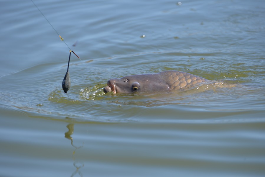 DSC_7362.jpg
