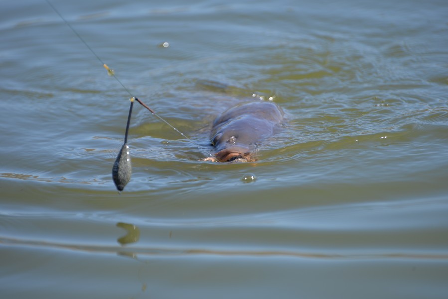 DSC_7365.jpg